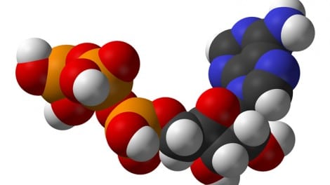 Metabolisme