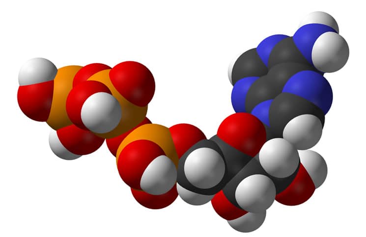 Metabolisme