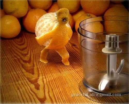 Funny-Food-food-1688534-500-403