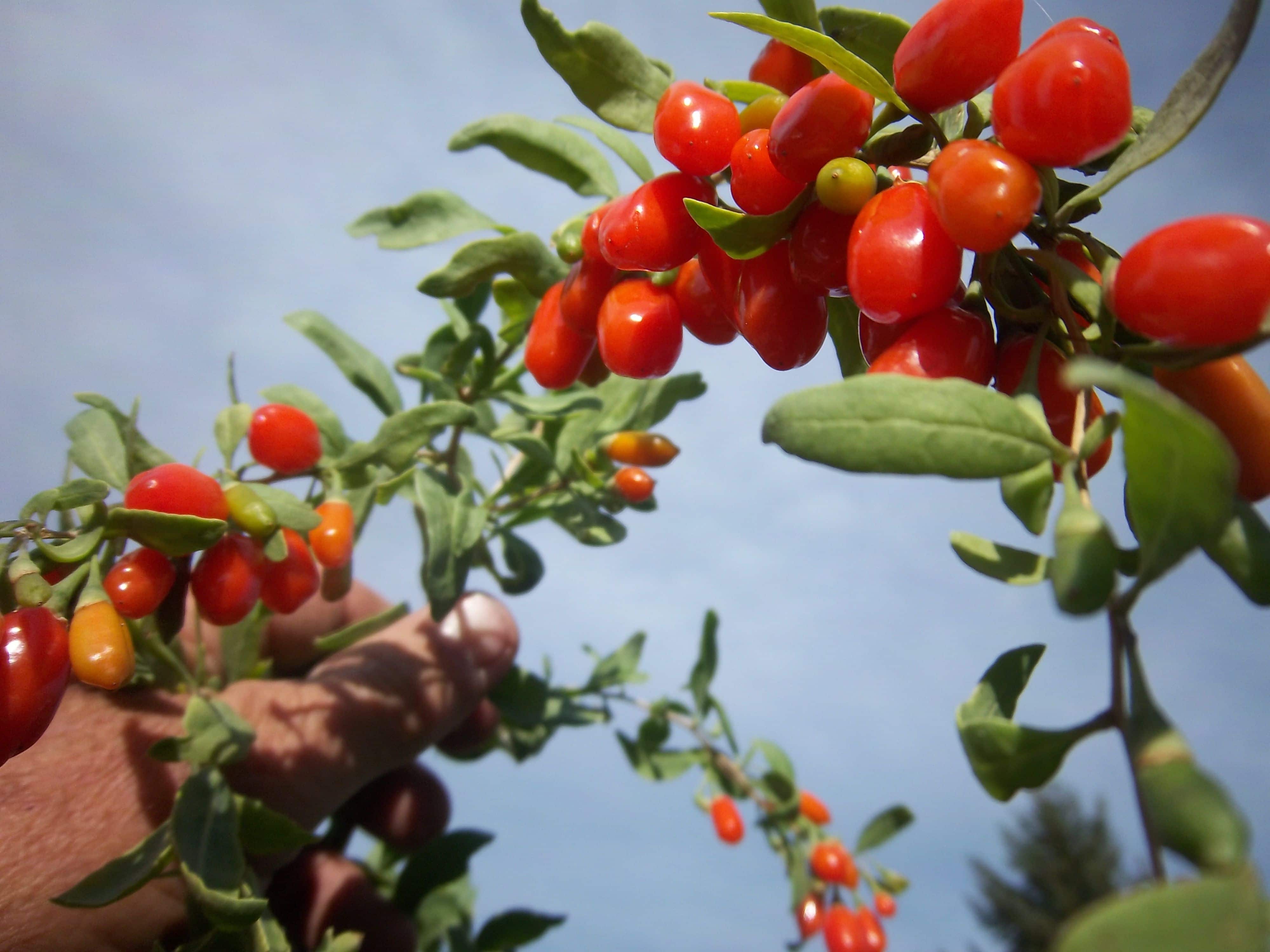 Ripe_goji_berries
