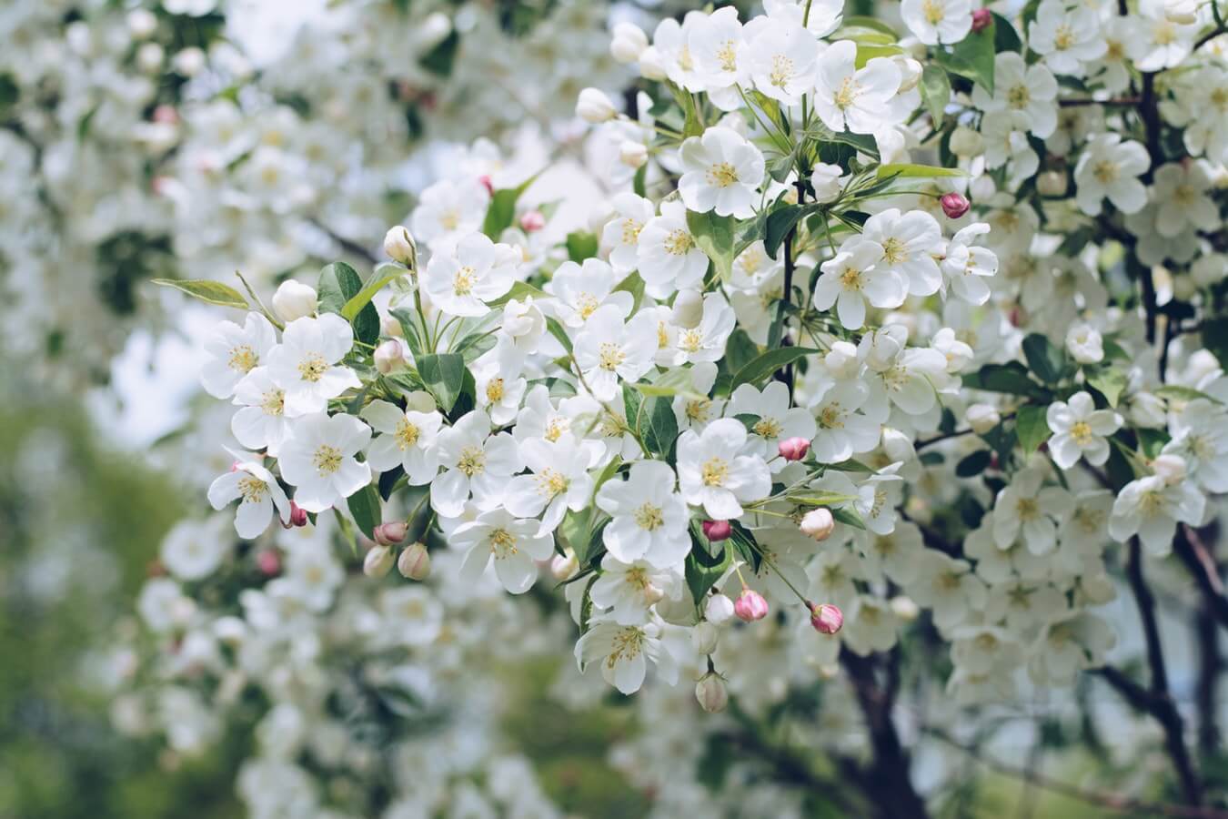 lente mario garcia