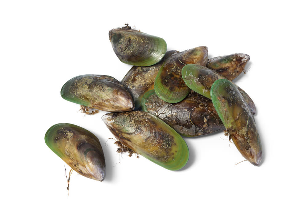 Groenlipmossel artrose
