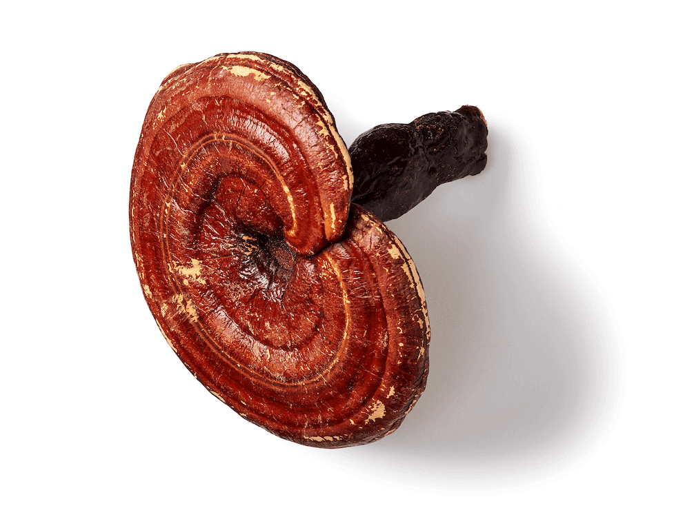 Reishi hooikoorts