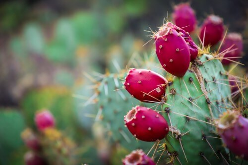 Cactusvijgen worden gebruikt als olie in cosmetica