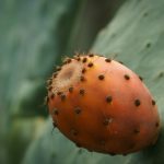 Hoe gezond is een cactusvijg en waar wordt de olie voor gebruikt