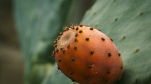 Hoe gezond is een cactusvijg en waar wordt de olie voor gebruikt