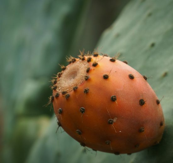 Hoe gezond is een cactusvijg en waar wordt de olie voor gebruikt