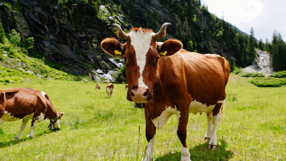 de voordelen van biologisch vlees