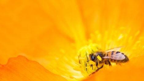 Geef je weerstand een flinke boost met Propolis